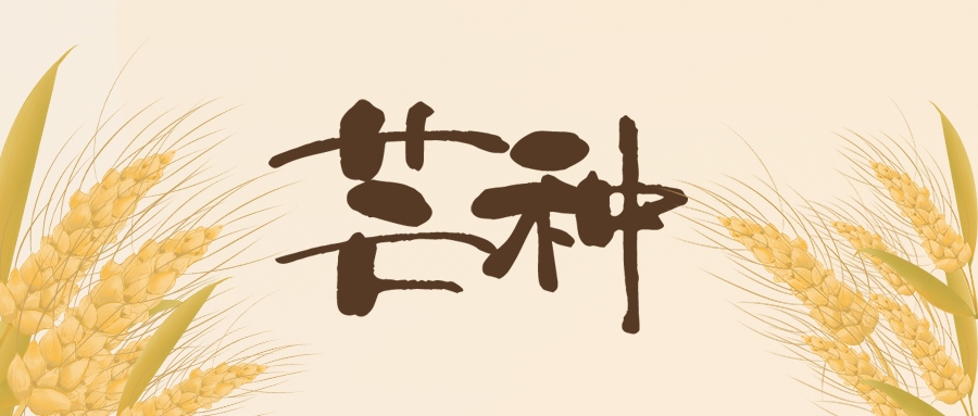 芒種 | 北收麥芒，南始插秧
